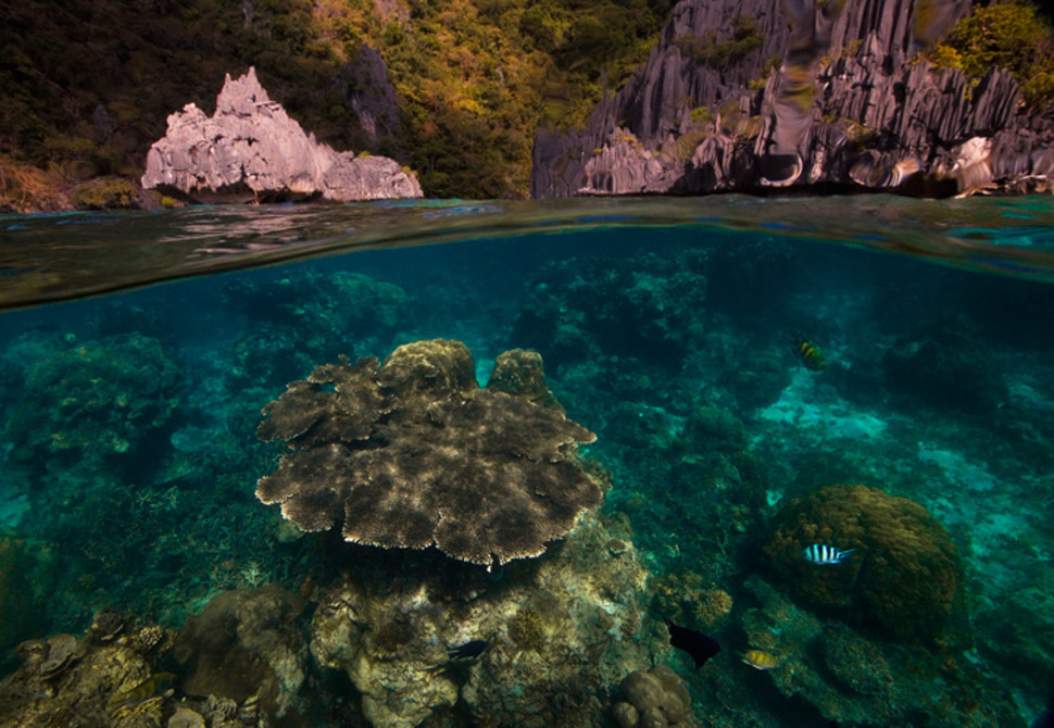 34 невероятные фотографии о том, что скрывается под водой - 26