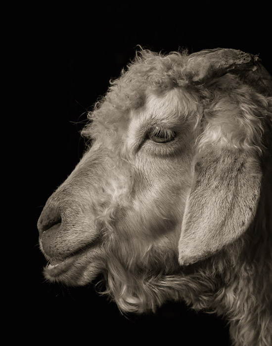 Драматические чёрно-белые студийные портреты коз и овец - 5