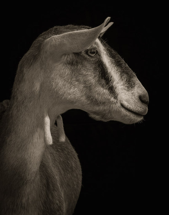 Драматические чёрно-белые студийные портреты коз и овец - 9