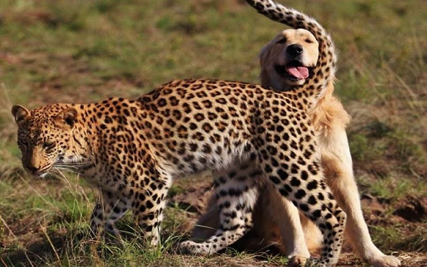 Леопард и собака
