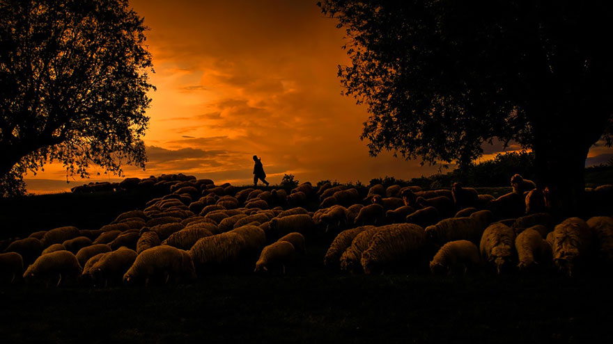 Колоритные пейзажи с овцами - 25 фото-22