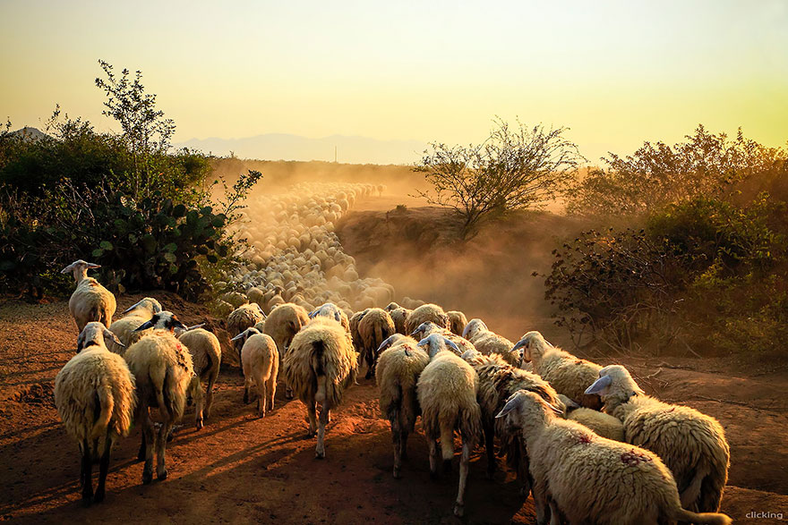 Колоритные пейзажи с овцами - 25 фото-18