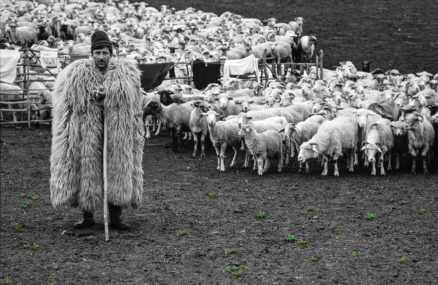 Колоритные пейзажи с овцами - 25 фото-12