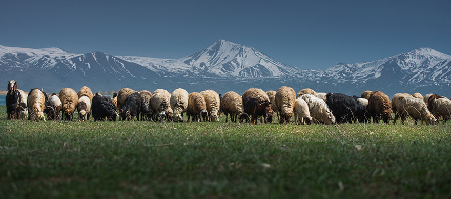 Колоритные пейзажи с овцами - 25 фото-56