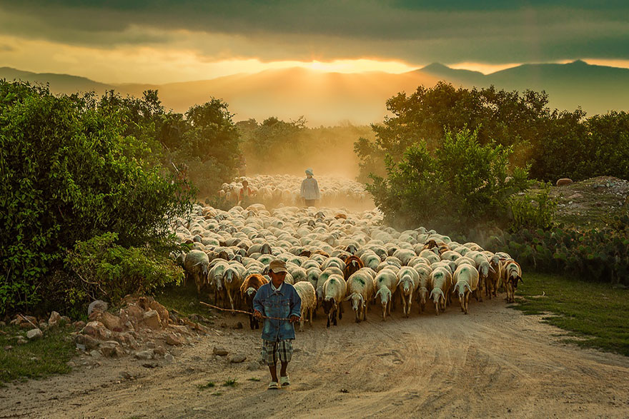 Колоритные пейзажи с овцами - 25 фото-3