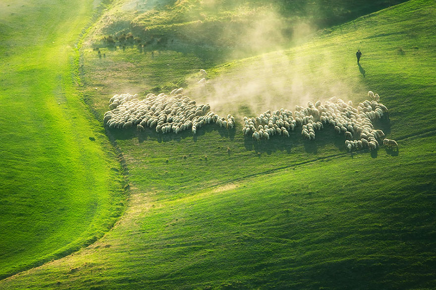 Колоритные пейзажи с овцами - 25 фото-9