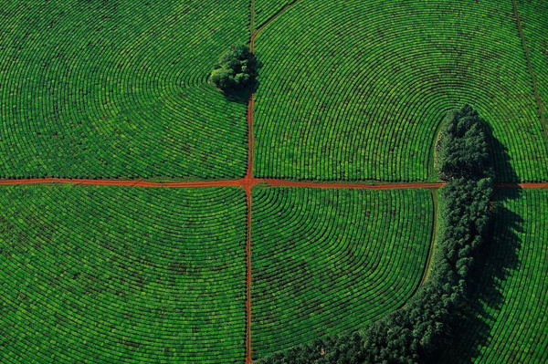 5-Tea-plantations-in-the-province-of-Corrientes-Argentina