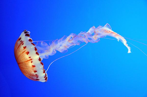 Jellyfish-pictures-10