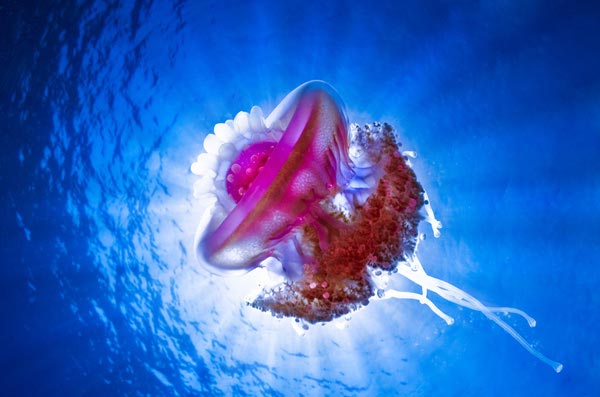 Jellyfish-pictures-13