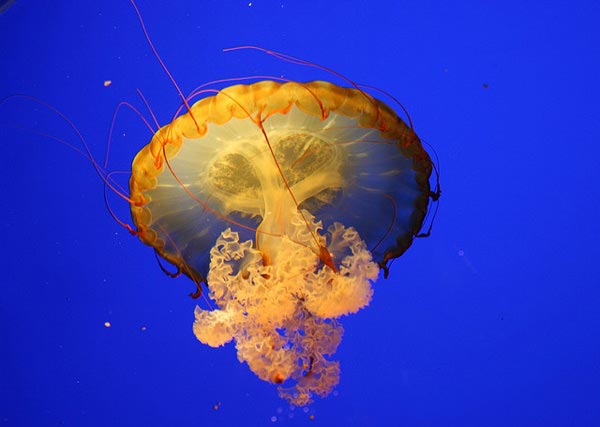 Jellyfish-pictures-8