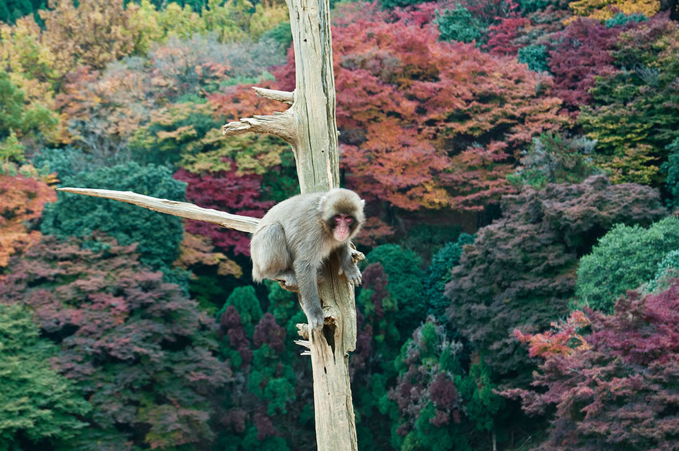 Monkey-on-limb-over-fall-forest-at-Kyoto-Japan