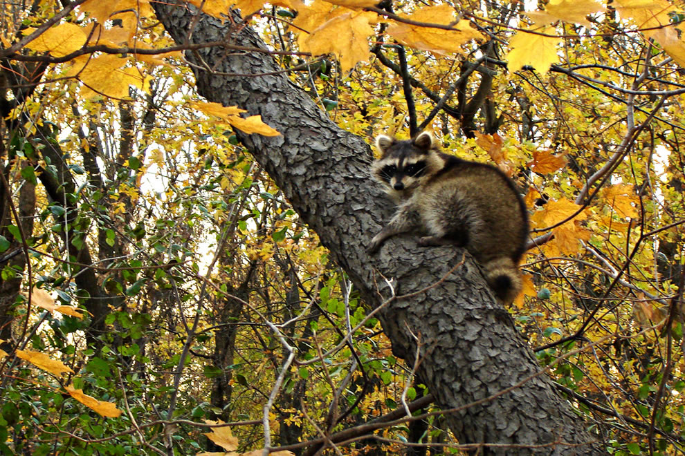 Raccoon-sleeping-in-the-Norway-Maple-trees-during-autumn-at-Morton-Grove-Illinois