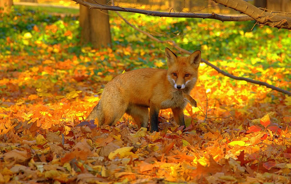 Red-fox-caught-mouse-in-bright-foliage-of-fall-forest
