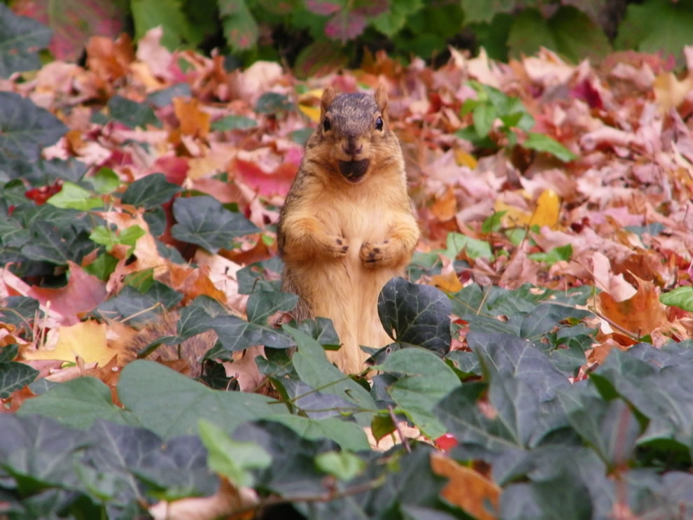 Squirrel-busy-gathering-nuts-in-October-preparing-for-winter-on-Campus-at-University-of-Michigan
