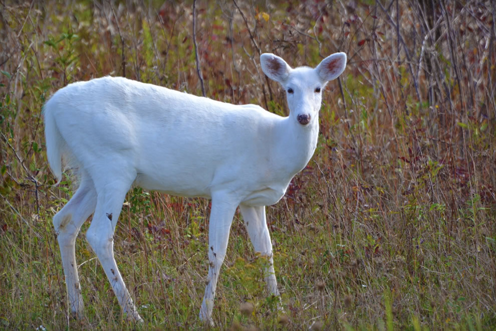 White-White-tailed-Deer-during-autumn-at-the-Seneca-Army-Depot-in-New-York