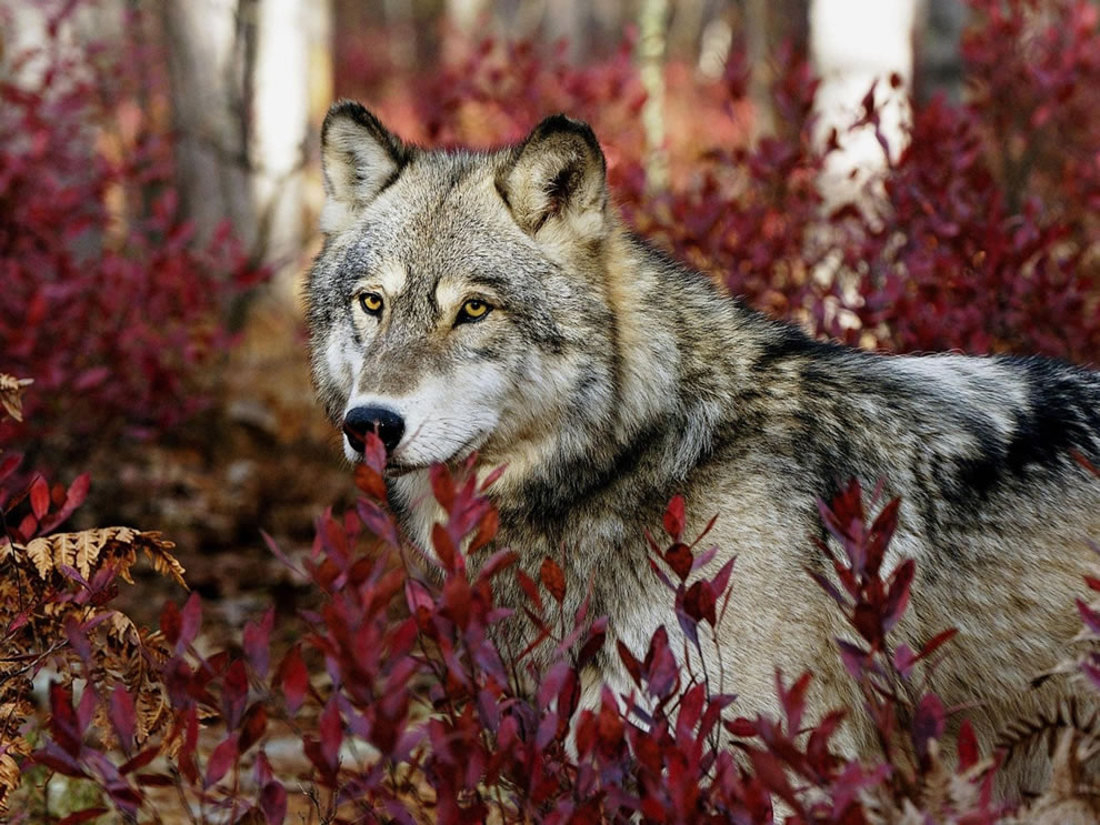 Wolf-among-the-red-fall-foliage