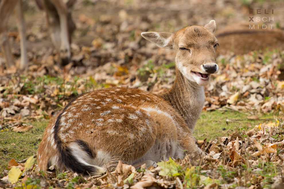 Yawning-deer-doe-during-fall-at-Saxony-Anhalt-Germany