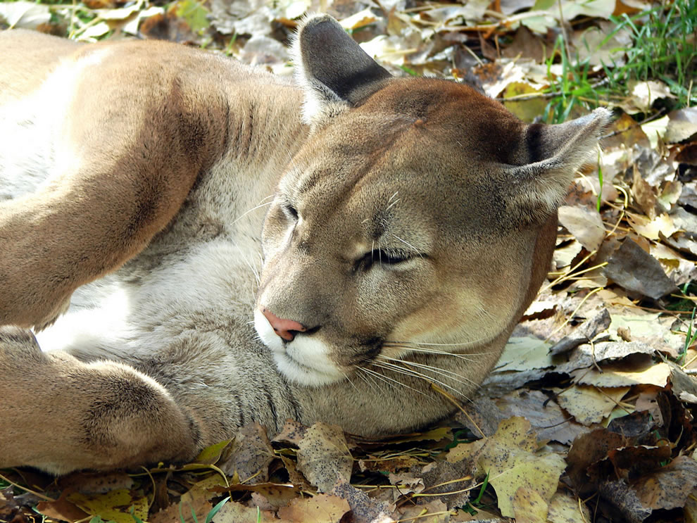 A-cougar-Puma-concolor-resting-a-leaf-bed-at-the-Dakota-Zoo-in-Bismarck-North-Dakota