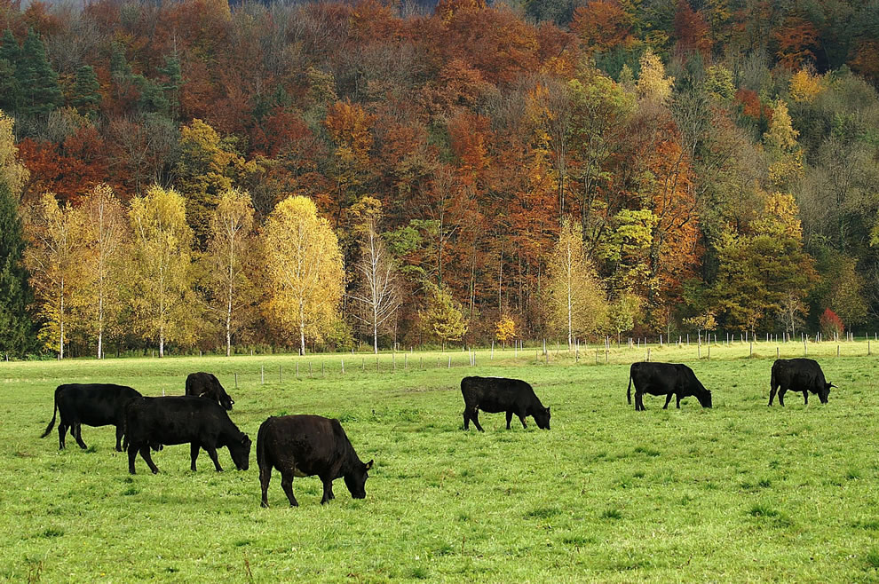 Aberdeen-Angus-cattle-in-Götzis-Vorarlberg