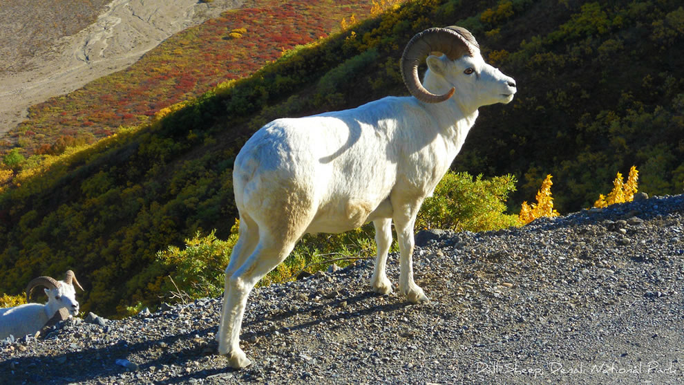 Autumn-Dall-Sheep-in-Denali-National-Park