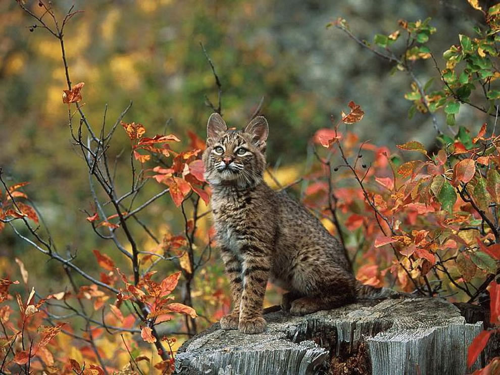 Beautiful-Bobcat-In-Autumn