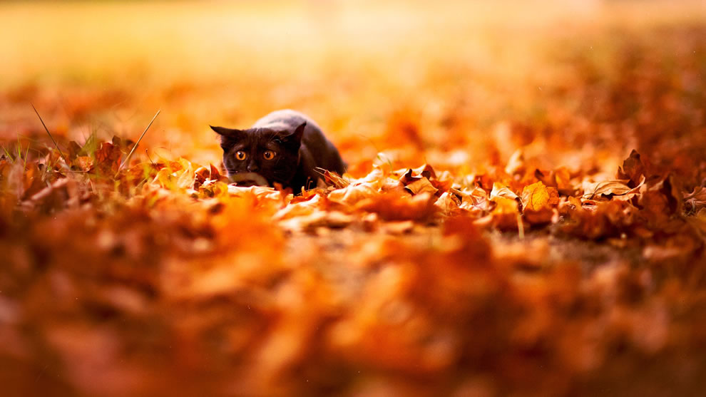 Black-cat-about-to-pounce-in-autumn-leaves