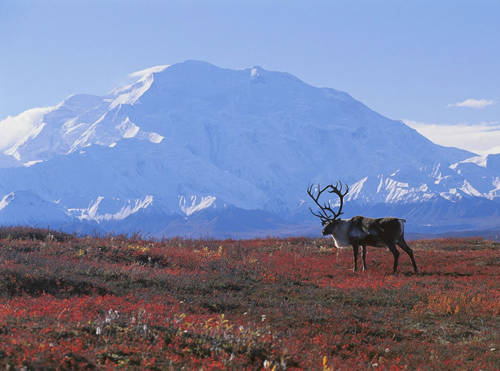 Caribou-in-autumn-tundra-with-beautiful-snowy-mountains-in-background
