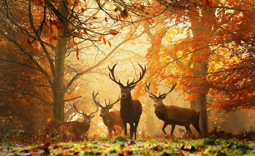 Deers-with-antlers-in-forest-with-autumn-foliage