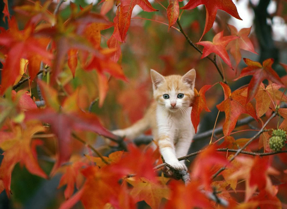 call-the-fireman-kitty-stuck-out-on-a-limb-among-red-leaves-of-autumn