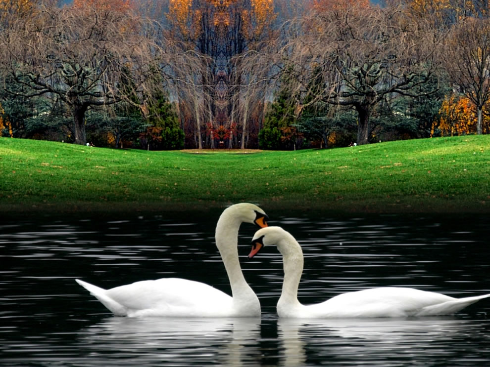 Fall-swans-in-lake-at-autumn