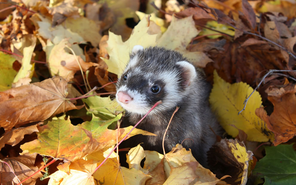 Ferret-in-the-frolicking-in-the-fall-folaige