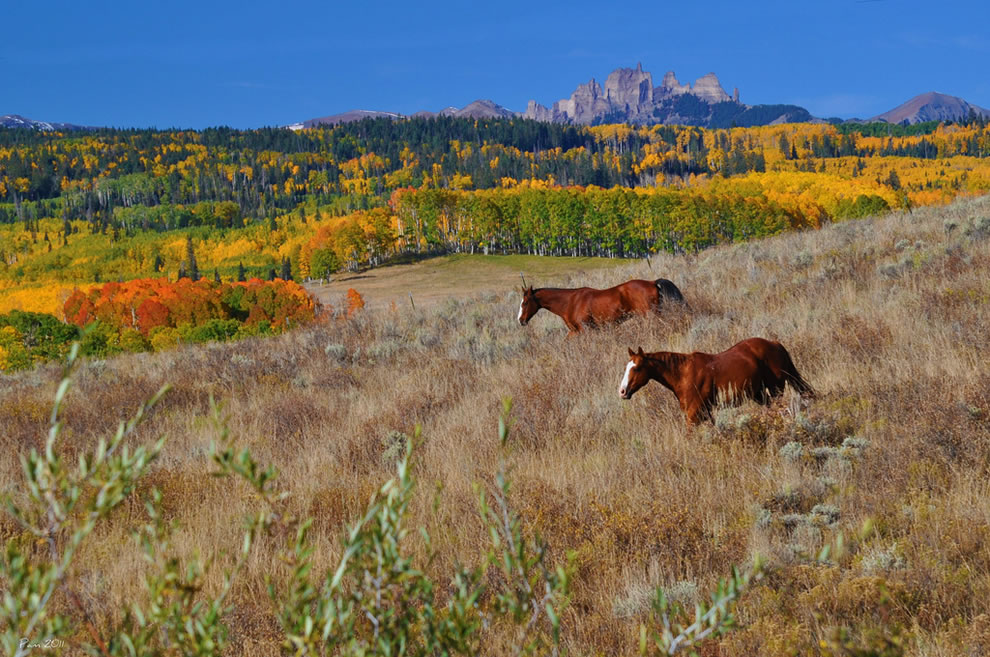 Freedom-during-the-fall-horses-roaming-in-colorful-Colorado