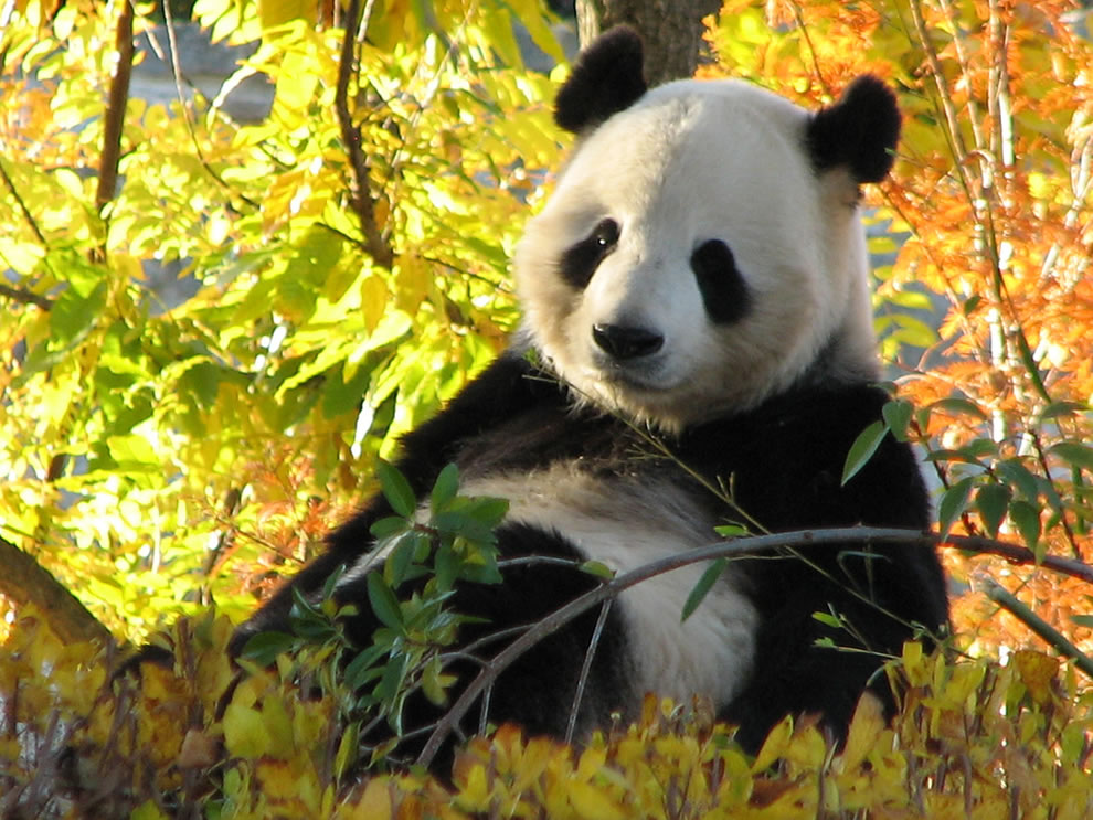 Giant-Panda-relaxing-on-a-beautiful-fall-day