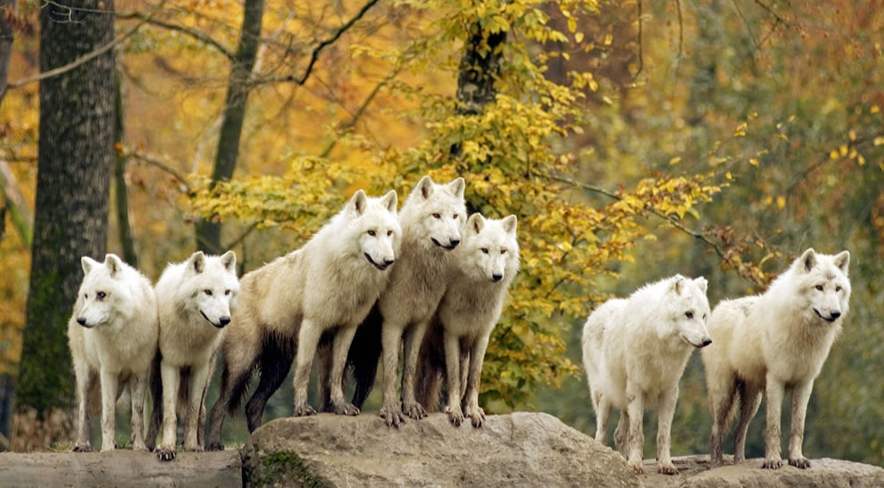 Golden-fall-foliage-and-pack-of-white-wolves