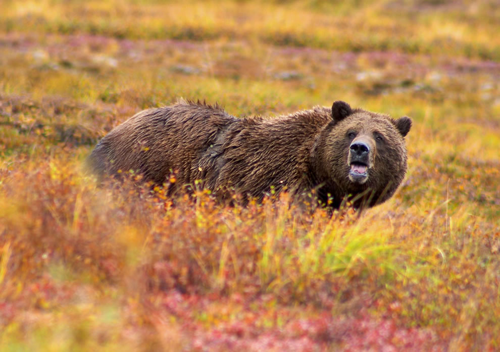 Grizzly-Bear-in-autumn-in-Denali-National-Park-and-Preserve