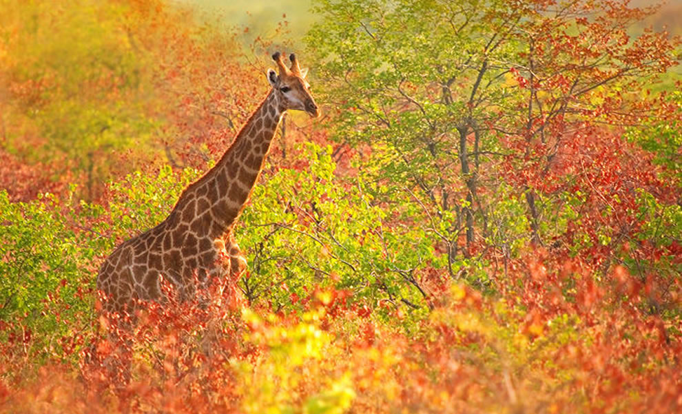 giraffe-cruising-through-the-fall-foliage