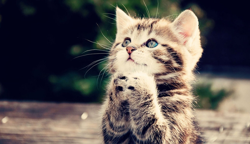 praying-kitty