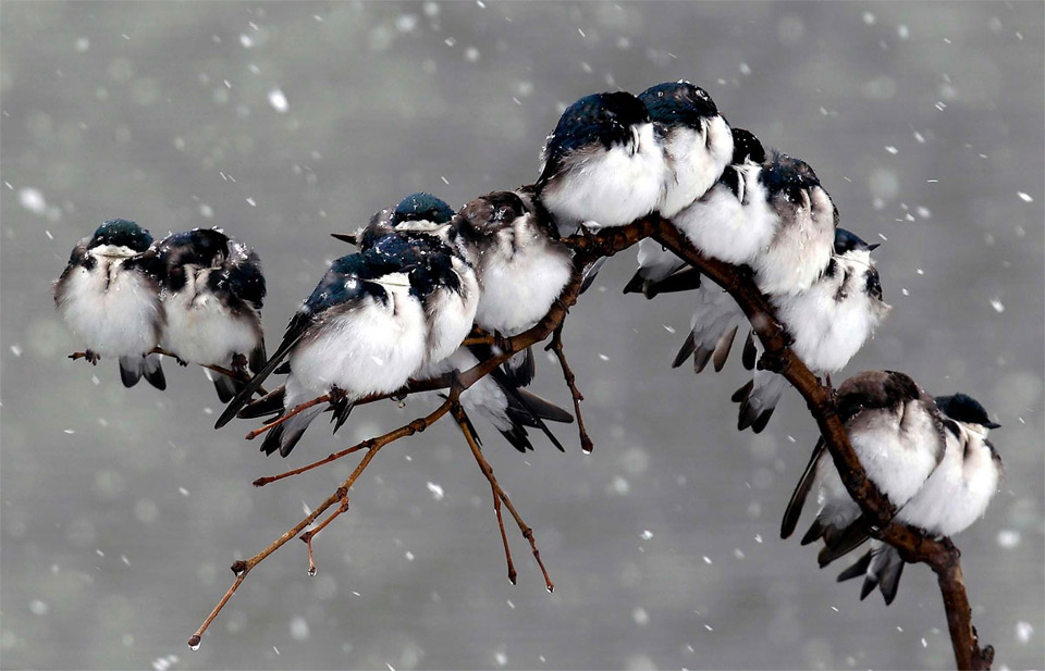birds-on-a-branch-during-a-snowstorm