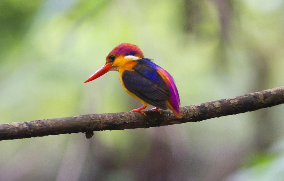 kingfisher-the-most-fabulous-bird