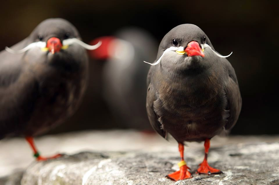 the-inca-tern-birds-with-mustaches