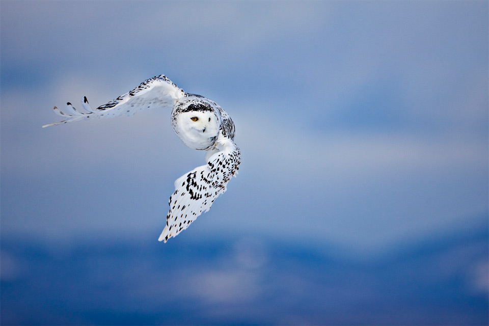 white-owl-in-flight