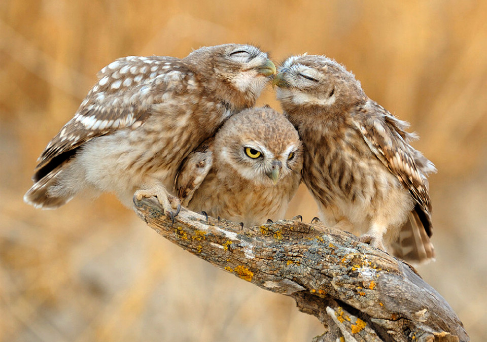 you-two-owls-should-get-a-room