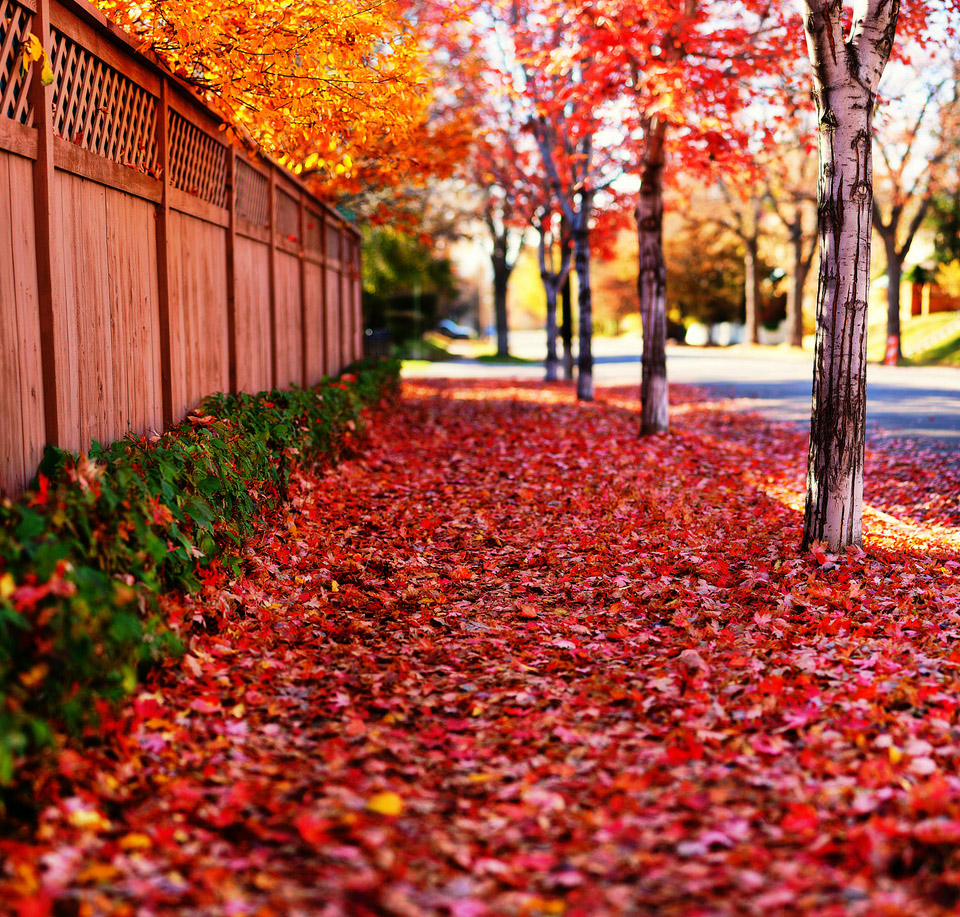 red-path-of-autumn