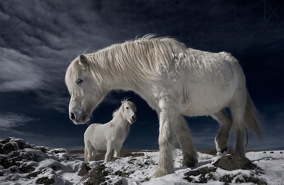 white-wild-horses-iceland