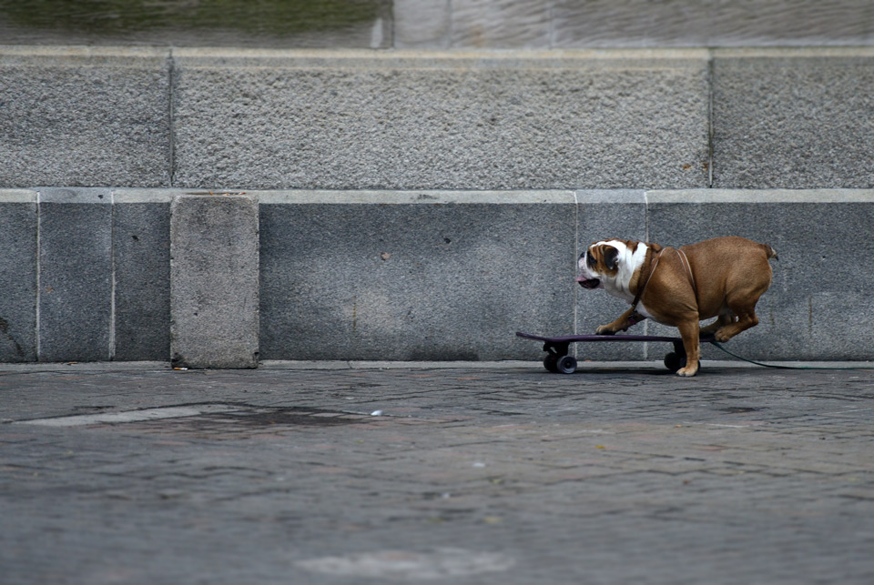 bulldog-rides-skateboard