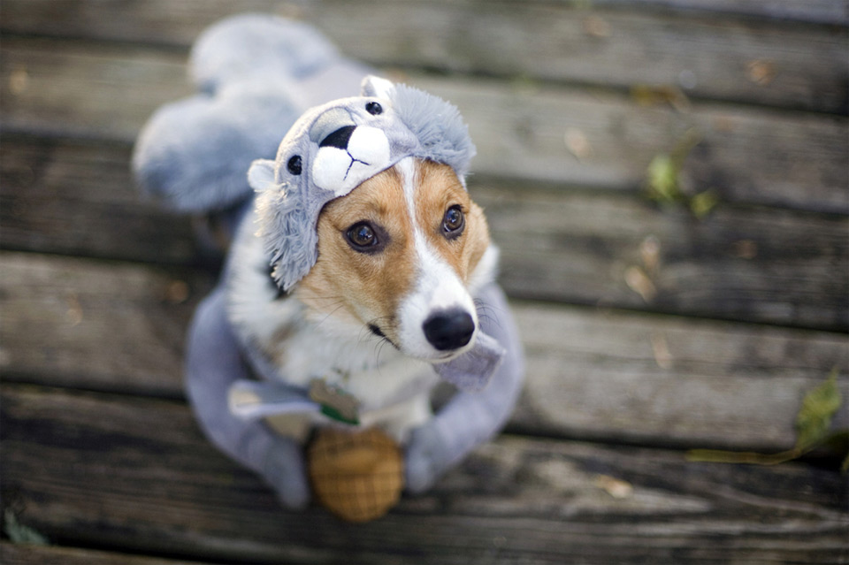 corgi-in-squirrel-costume