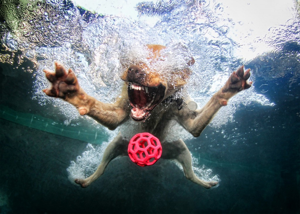 dog-belly-flops-into-the-pool-after-a-ball