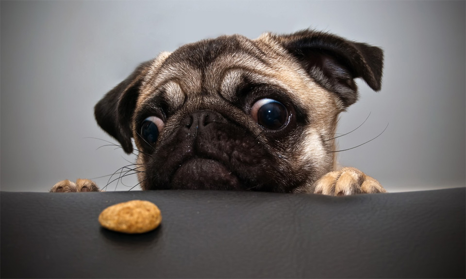 pug-wants-cookie