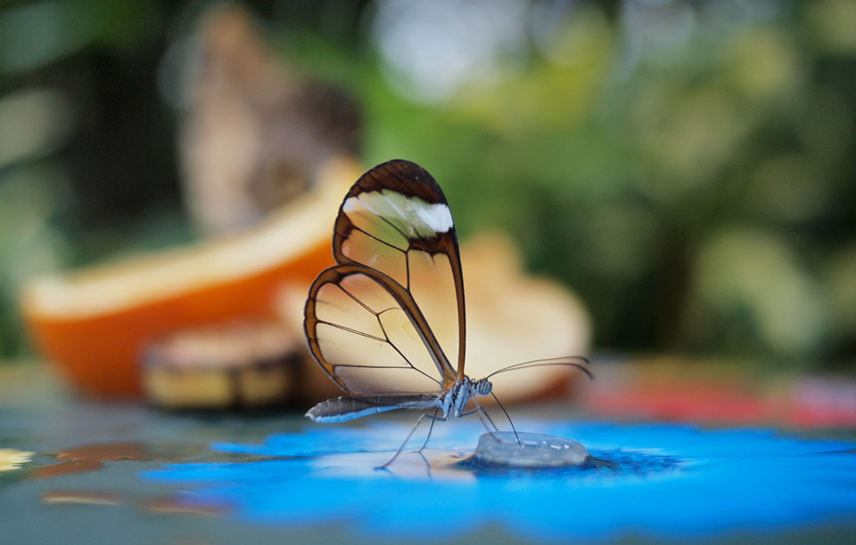 glasswing-butterfly