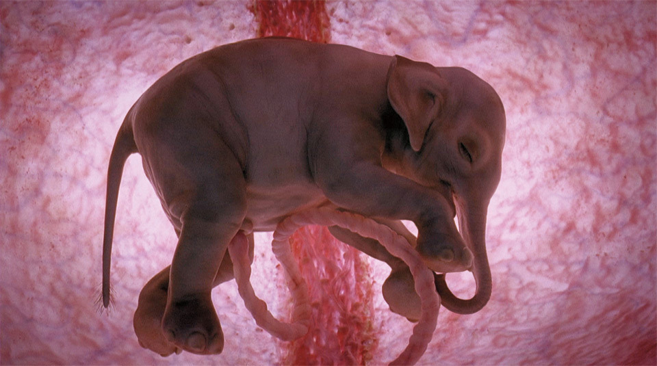 baby-elephant-in-womb